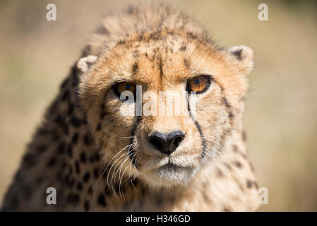 Verwaiste Geparden im Gehäuse in Afrika Closeup portrait Stockfoto