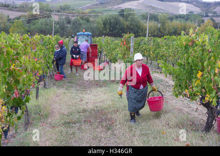 Vendemmia, Weinlese im Val d ' Orcia, Montepulciano, Siena, Italien, Vino Nobile, Contuccy Keller ein Weinbergs Stockfoto