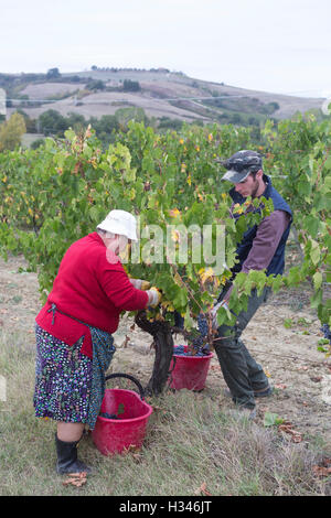 Vendemmia, Weinlese im Val d ' Orcia, Montepulciano, Siena, Italien, Vino Nobile, Contuccy Keller ein Weinbergs Stockfoto