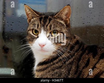 Ein Haustier Silber Tabby Kater starrt aufmerksam auf die Kamera erwartet mit Katze behandelt posiert belohnt werden. Stockfoto