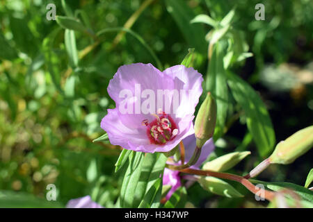 Clarkia Amoena, auch bekannt als Abschied vom Frühjahr oder Godetia Stockfoto