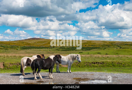 Wilden Dartmoor Ponys, Devon, UK Stockfoto