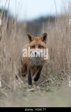Rotfuchs / Rotfuchs ( Vulpes vulpes ) nähern sich auf einem Fuchsweg durch hohes, trockenes Schilfgras, tiefer Blickwinkel, Frontalansicht, Tierwelt, Europa. Stockfoto