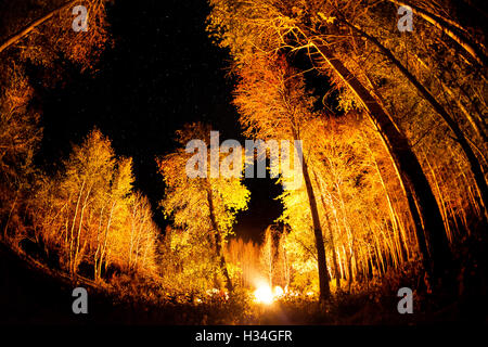 Lager im Wald mit großen Bäumen und Lagerfeuer in sternenklaren Nachthimmel Stockfoto