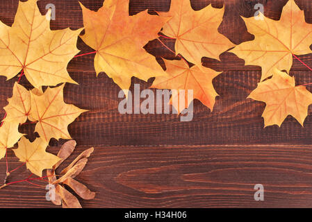 gelbes Herbstlaub Ahorn Stockfoto