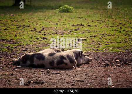 Drei dickbäuchige Schweine ruhen im Feld. Sie sind Bauernhof Schweine absteigend von den Wildschweinen, kleiner als standard Stockfoto