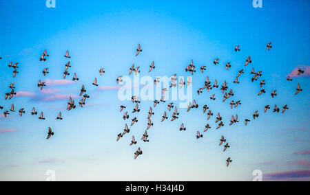 Herde von Tauben fliegen durch einen blauen Himmel. Stockfoto