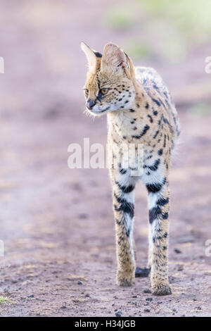 Serval (Leptailurus Serval, Felis Serval), Wandern im frühen Morgenlicht bei Savannah, Masai Mara Nationalpark, Kenia. Stockfoto