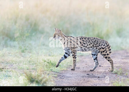 Serval (Leptailurus Serval, Felis Serval), Wandern im frühen Morgenlicht bei Savannah, Masai Mara Nationalpark, Kenia. Stockfoto