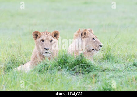 Zwei jungen männlichen Löwen (Panthera Leo) zusammen hinlegen, reserve Masai Mara national, Kenia Stockfoto