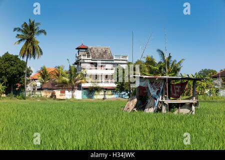 Indonesien, Bali, Lovina, Unterschlupf in der Mitte des Reifens Reisfeld Stockfoto