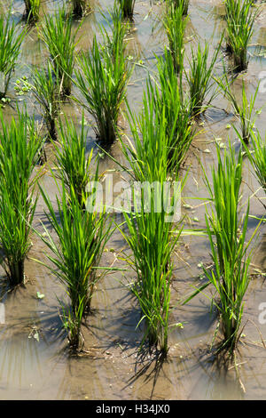 Indonesien, Bali, Lovina, Anturan, pflanzte neu Reisanbau in gut bewässertes Reisfeld Stockfoto