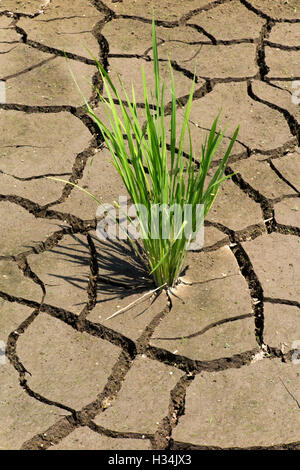 Indonesien, Bali, Lovina, Anturan, Reis kämpfen, um zu wachsen in rissige ausgedörrte landwirtschaftliche Nutzflächen, die Bewässerung benötigen Stockfoto