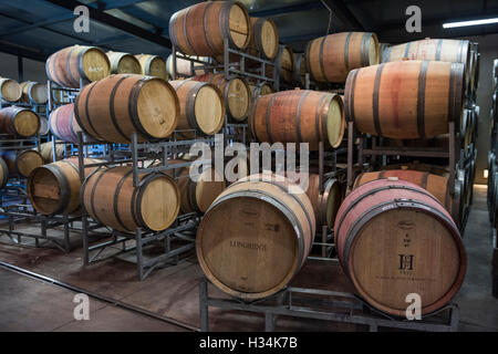 Reifung Keller und Eichenfässer, Almenkerk Wine Estate, Elgin Valley, Südafrika Stockfoto