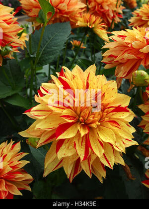 Gelbe und rote Dahlien Stockfoto