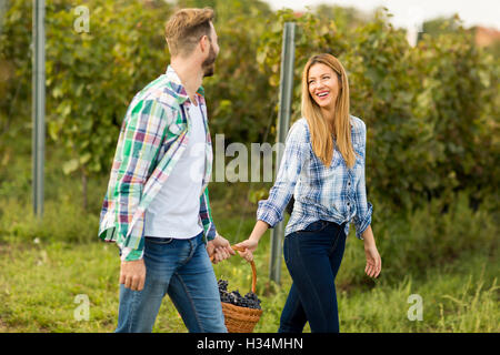 Blick auf Landwirte, die Ernte der Trauben im Weinberg Stockfoto