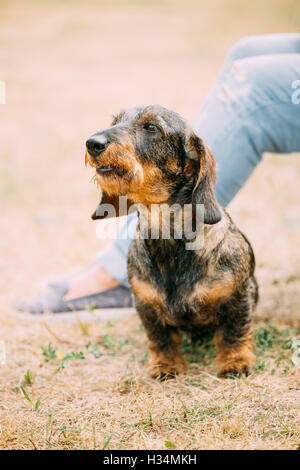 Braun rot Rauhaar Dackel Hund bellen im freien Stockfoto