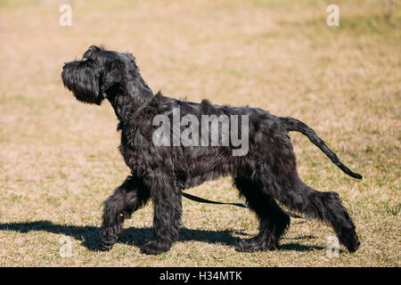 Black Giant Schnauzer oder Riesenschnauzer Hund im freien Stockfoto