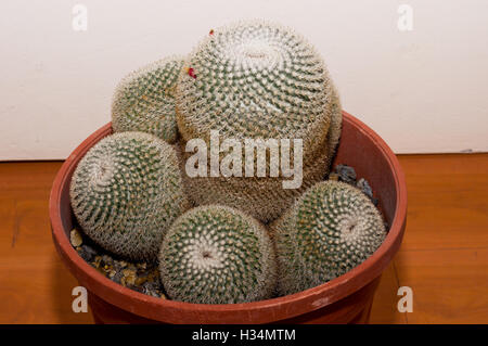 Mammillaria Haageana mit Früchten Stockfoto