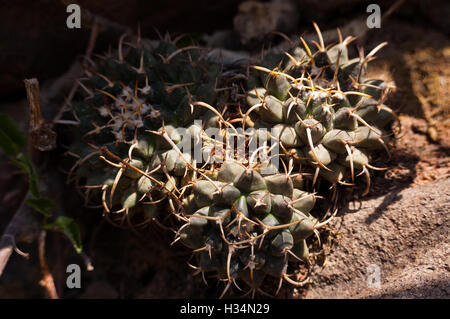 Wilde Mammillaria Magnimamma (Biznaga de Chilito) Stockfoto