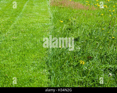 Frische grüne Rasen, halb kürzlich gemäht, halb ungeschnitten. Stockfoto