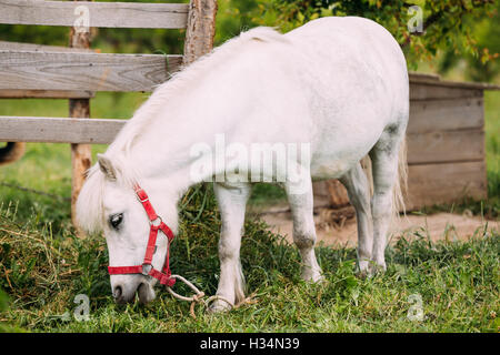 Schöne weiße Pony stehend frisst Grass Landschaft Ranch. NAG In roten Zaumzeug, Holzzaun Hintergrund. Stockfoto