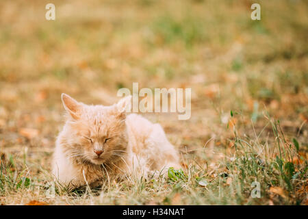 Die Beige Peachy Mischling kurzhaarige Erwachsene Hauskatze, schlafen versteckt Pfoten auf dem vergilbten Rasen im Garten. Copyspac Stockfoto