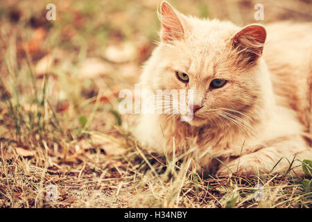 Beige Peachy gemischte Rasse Erwachsene Hauskatze, faul auf der Suche beiseite, versteckt auf dem vergilbten Rasen Pfoten. Exemplar. Stockfoto