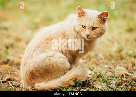 Beige Peachy gemischte Rasse Erwachsene Hauskatze, faul auf der Suche beiseite, versteckt auf dem vergilbten Rasen Pfoten. Exemplar. Stockfoto