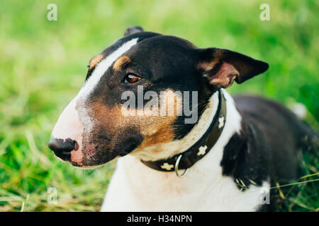 Close Up Haustier Bullterrier Hund Portrait am grünen Rasen Stockfoto