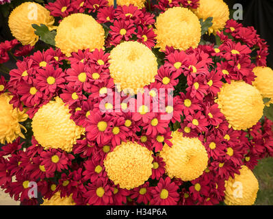 Rote und Gelbe Chrysanthemen geschnitten und arrangierte für display Stockfoto