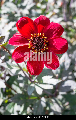 Einzelne Blume von Dahlia Bischof von Auckland wächst in englischen Garten in Großbritannien Stockfoto