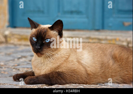 Schöne Katze vor dem Spetses-Museum (Hatziyiannis - Mexis Herrenhaus aus dem 18. Jahrhundert) Insel Spetses, Attika, Griechenland. Stockfoto