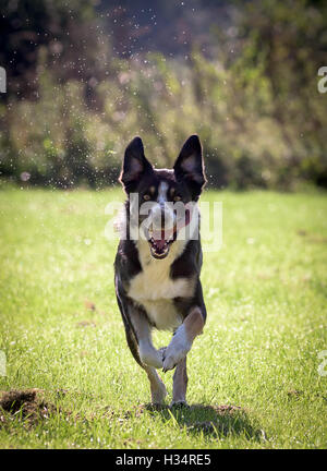 Tri-Farbe-Border-Collie läuft auf Besitzer Stockfoto