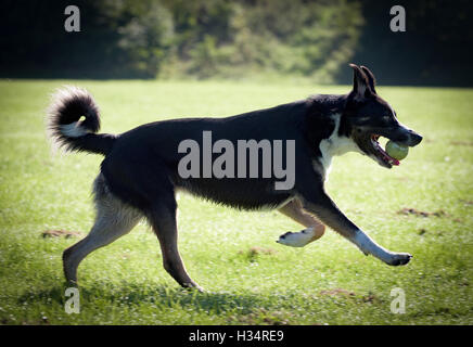 Tri-Farbe-Border-Collie läuft mit Tennisball Stockfoto