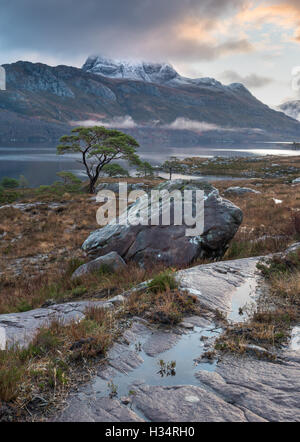 Einsame Kiefer Baum am Ufer des Loch Maree, mit Schnee bedeckt Slioch im Hintergrund, Schottisches Hochland, Schottland Stockfoto