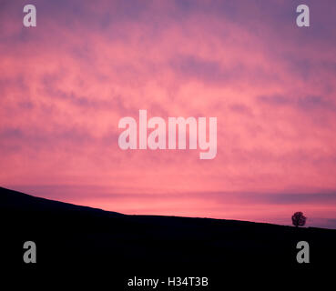 Rosa Sonnenuntergang über einsame Silhouette Eiche, Carrock üblich, Nationalpark Lake District Stockfoto