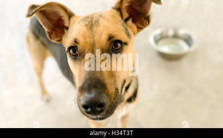 Hungrige Hundenapf ist eine entzückende Deutscher Schäferhund suchen und warten mit Spannung seine Schale mit Nahrung gefüllt werden. Stockfoto