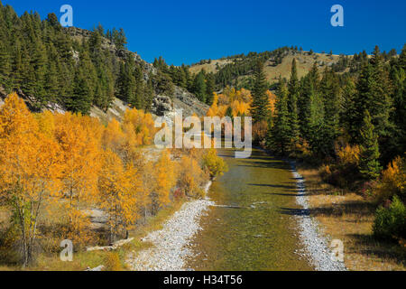 Herbstfarben Sie am Flussufer unterhalb der rocky Mountain Front in der Nähe von Augusta, Montana dearborn Stockfoto