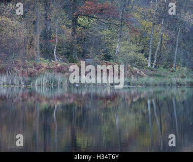 Herbst Farben spiegelt sich in Yew Tree Tarn im englischen Lake District Nationalpark Stockfoto