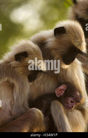 Hanuman langur mit Jungen, semnopitheaus Entellus, tadoba Tiger Reserve, Maharashtra, Indien Stockfoto