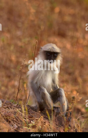 Hanuman langur Junge, semnopitheaus Entellus, tadoba Tiger Reserve, Maharashtra, Indien Stockfoto