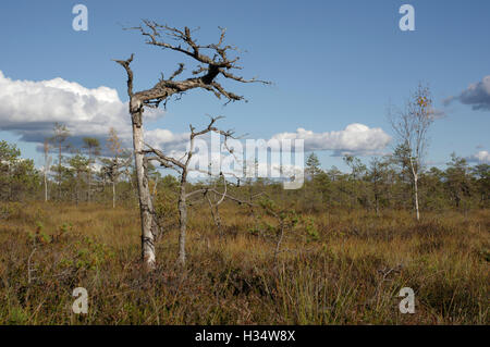 Soomaa Nationalpark. Riisa Moor, Grafschaft Pärnu, Estland, Europa Stockfoto