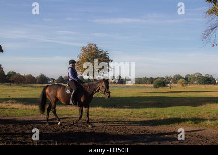 Wimbledon London, UK. 4. Oktober 2016. Reiter aus den Ställen Wimbledon genießen Sie die Fahrt auf Wimbledon Common in die herbstliche Morgensonne Credit: Amer Ghazzal/Alamy Live-Nachrichten Stockfoto