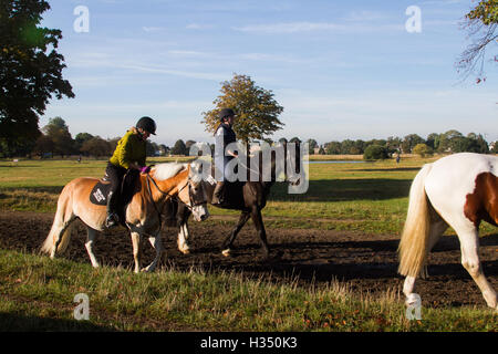 Wimbledon London, UK. 4. Oktober 2016. Reiter aus den Ställen Wimbledon genießen Sie die Fahrt auf Wimbledon Common in die herbstliche Morgensonne Credit: Amer Ghazzal/Alamy Live-Nachrichten Stockfoto