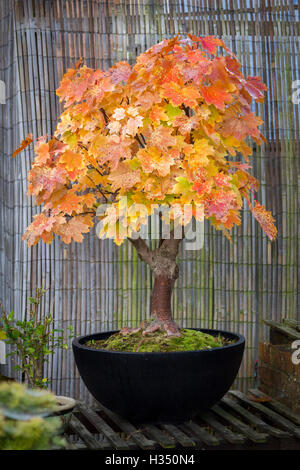 Northampton, Großbritannien 5. Oktober 2016. Bonsai. Bergahorn Acer Pseudoplatarus (Aceraceae) im Herbst Farbe. Bildnachweis: Keith J Smith. / Alamy Live News Stockfoto