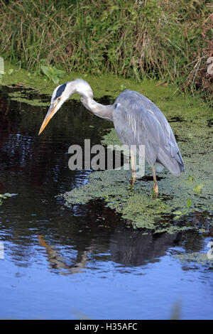 Bushy Park, SW-London, UK. 5. Oktober 2016. Ein Reiher sucht für die Fische im Fluss Longford in Bushy Park, die Royal Deer Park im Süden von London. Bildnachweis: Julia Gavin UK/Alamy Live-Nachrichten Stockfoto