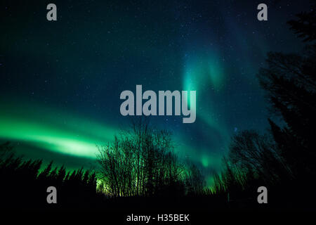 Alaska, USA. 5. Oktober 2016. Die Aurora Borealis oder das Nordlicht erleuchten den Nachthimmel über Chena River State Recreation Area in der Nähe von Fairbanks, Alaska, USA, am 5. Oktober 2016. Bildnachweis: Li Changxiang/Xinhua/Alamy Live-Nachrichten Stockfoto