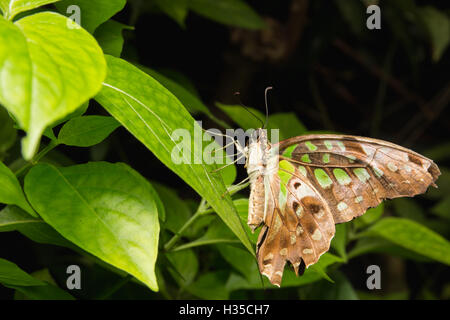 Nahaufnahme von Tailed Jay (Graphium Agamemnon) Schmetterling in der Natur Stockfoto