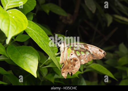 Nahaufnahme von Tailed Jay (Graphium Agamemnon) Schmetterling in der Natur Stockfoto